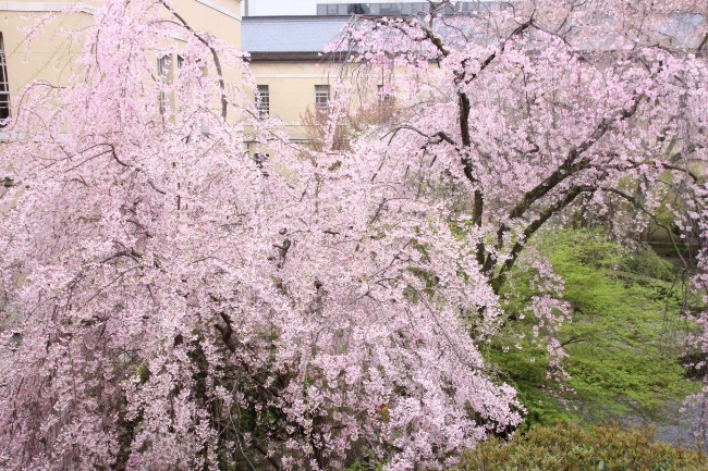 6481-15.4.7一重紅枝垂れ桜全体像　東から.jpg